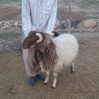 ابدانان هفت چشمه