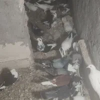کبوتر