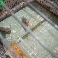 فنچ|پرنده|گرگان, |دیوار