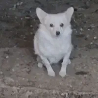 سگ پامر|سگ|گهواره, |دیوار