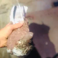 کیوتر|پرنده|انزل, |دیوار