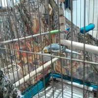 عروس هلندی نر|پرنده|محمدشهر, شهرک پیام (مهرالبرز)|دیوار