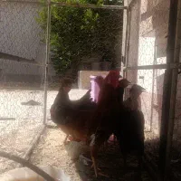 مرغ و خروس