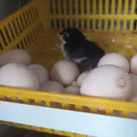 جوجه لاری و تخم لاری و خروس