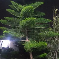 فروش درخت کاج زینتی