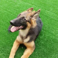 سگ ژرمن شپرد نژاد دار|سگ|سنگر, |دیوار