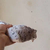 کفتر