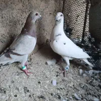کبوتر جفتی