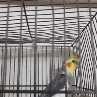 عروس و مرغ عشق|پرنده|بومهن, |دیوار