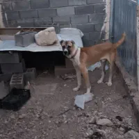 سگ افغان خالص