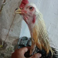 تخم مرغ لاری نطفه دار