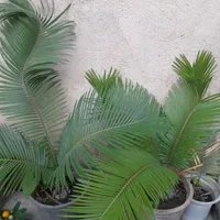 فروش چند عدد گل|گل و گیاه طبیعی|گالیکش, |دیوار