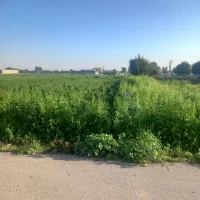 سبزی خورشتی