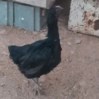 ۵عدد مرغ و یک عدد خروس و چند عدد باری در کوار|حیوانات مزرعه|کوار, |دیوار