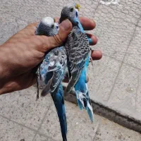 مرغ عشق|پرنده|تهران, سجاد|دیوار