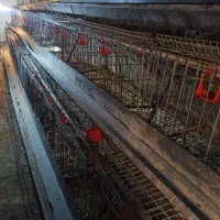 فروش قفس منبری مرغ تخمگذار