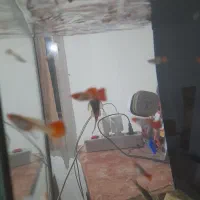 ماهی گوپی کوی بالن