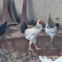 خروس برهما جوان|حیوانات مزرعه|صوفیان, |دیوار