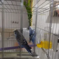 ی جفت مرغ عشق سرحال خوب دورشت کشیده بلند