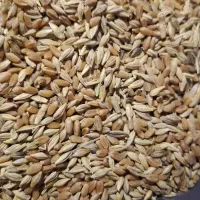گندم وجو شبیشه|خدمات باغبانی و درختکاری|سوسنگرد, |دیوار