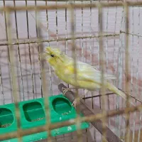 قناری|پرنده|شیراز, دباغ خانه|دیوار