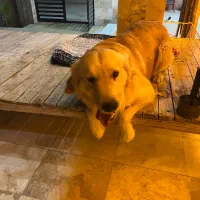 فروش|سگ|رباطکریم, انجم آباد|دیوار