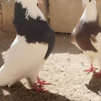 کبوتر کلفه داواتا