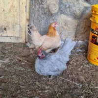 تخم نطفه دار جاپنیز|حیوانات مزرعه|خمینیشهر, |دیوار