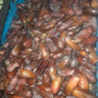 خرما|خدمات باغبانی و درختکاری|بمپور, |دیوار