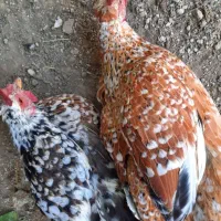 تخم مرغ گلین لری اصل درجه یک