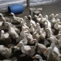 فروش اردک|حیوانات مزرعه|طاهرگوراب, |دیوار