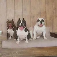 اگزو بولی|سگ|تهران, تهرانپارس شرقی|دیوار