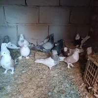 کبوتر|پرنده|ریگان, |دیوار