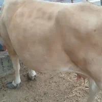 ماده گاو جرسی