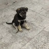 واگذاری رایگان ژرمن ورکلاین