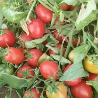 اجاره یا فروش۱۲هکتار زمین مرغوب