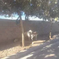 بره چینی|حیوانات مزرعه|تربت جام, میان جام|دیوار