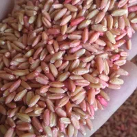 بذر گندم دیم صدرا