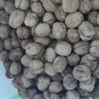گردو|حراج|سنندج, |دیوار