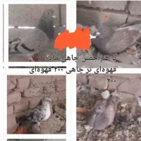 فروش چند تا کبوتر خوب و بپر|پرنده|زرند, |دیوار