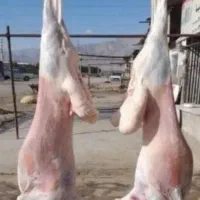 ذبح گوسفند