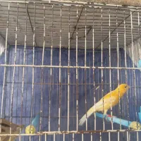 قناری ماده