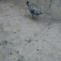 مرغ گلین