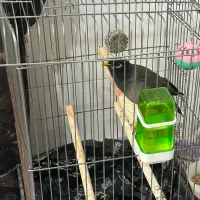 مینا سخنگو و عروس هلندی