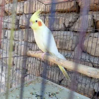 عروس هلندی نر|پرنده|قرچک, مهدیه|دیوار