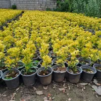 نعنایی شمشاد کامیس یاس هلندی کاملیا