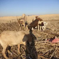 نر بز سانن پاکستانی و الپاین|حیوانات مزرعه|فریمان, |دیوار