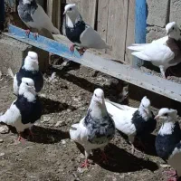 کبوتر طوقی