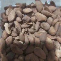 بادام اجیلی