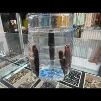 فروش عرج بحری هبهاب خطی سلطانی داودی هبهاب